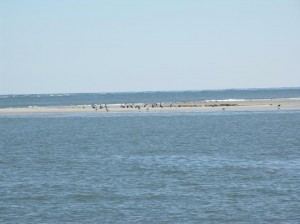 Vogelinsel, Ocracoke vorgelagert
