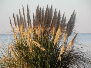 Busch im Halbschatten (wie heißt das Zeug?)