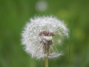 allergikersalptraummakro