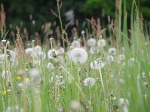 Wiese mit Löwenzahn: Allergikers Alptraum